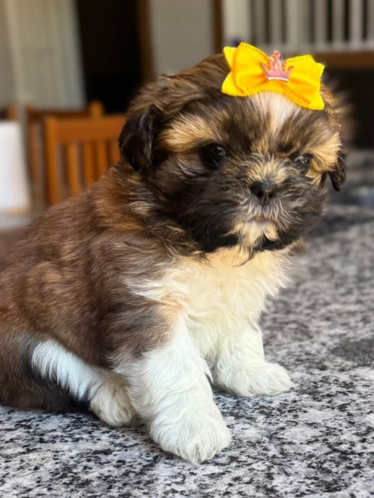 Shi Tzu